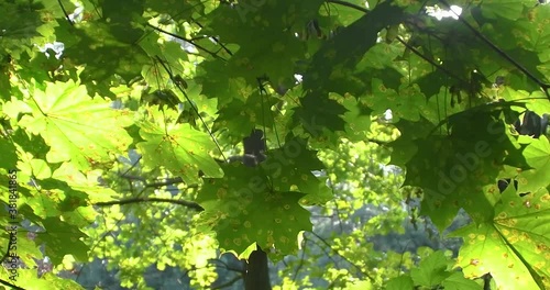 Green maple leaves infected with woody fungus Phylloticta acerina All. Sick tree on a summer day with leaves covered with reddish-brown spots. photo