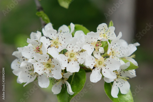 A branch of a blossoming pear tree. Inflorescence of white pear flowers in spring.