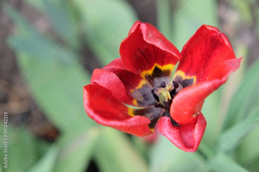 A withered red tulip close-up. Disheveled red flower. A withered red tulip close-up. Disheveled red flower.