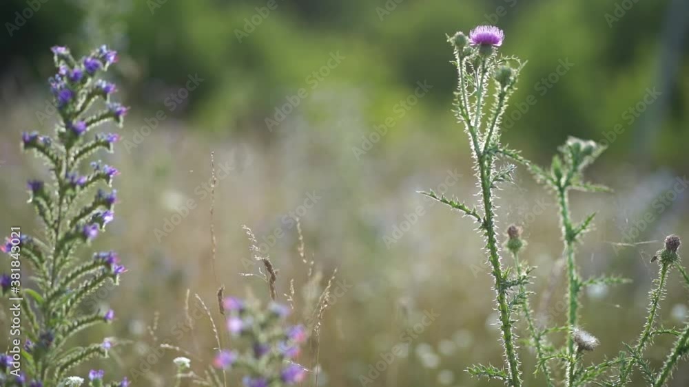 Closeup view of wild green grass and purple flowers growing in countryside meadow landscape in summer. Natural video background. Closeup view of wild green grass and purple flowers growing in countryside meadow landscape in summer. Natural video background.