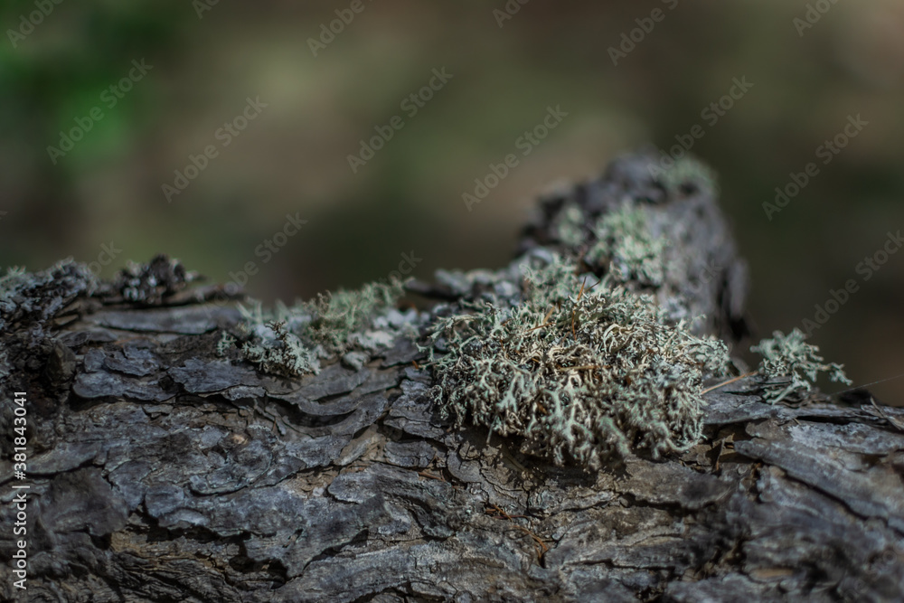 Fluffy light green lichen on embossed textured gray bark of coniferous tree, close-up Fluffy light green lichen on embossed textured gray bark of coniferous tree, close-up