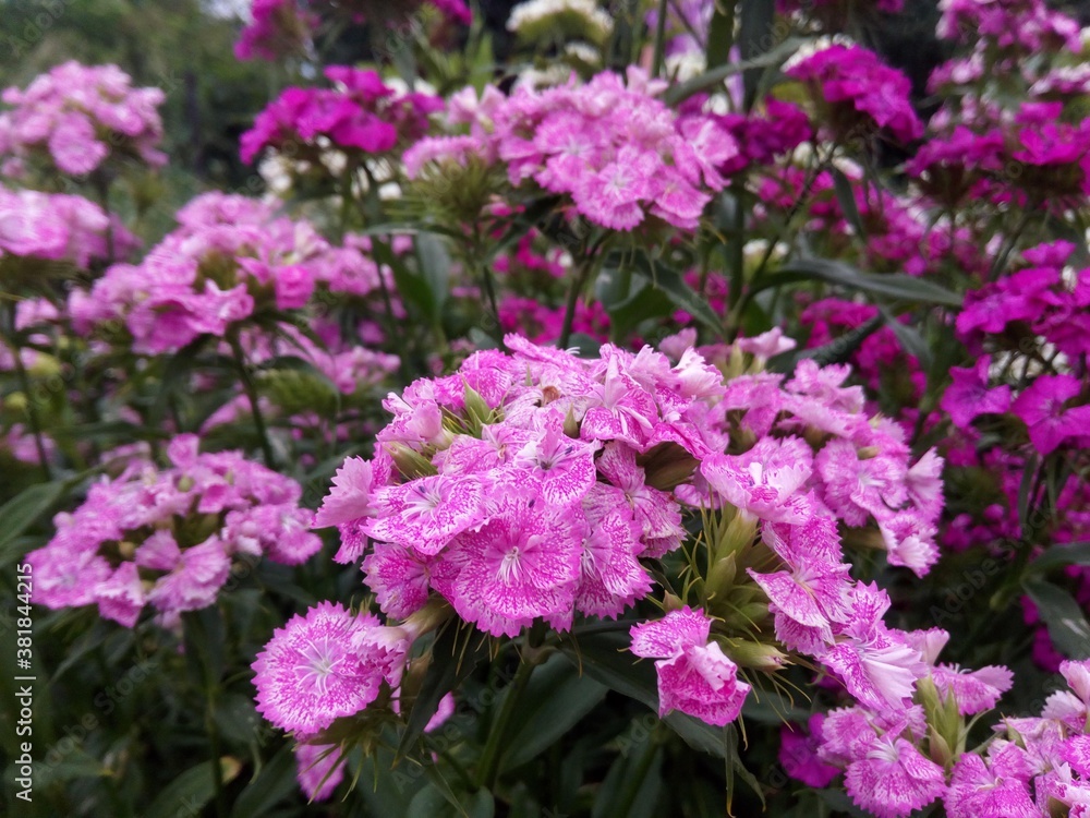 pink flowers in the garden