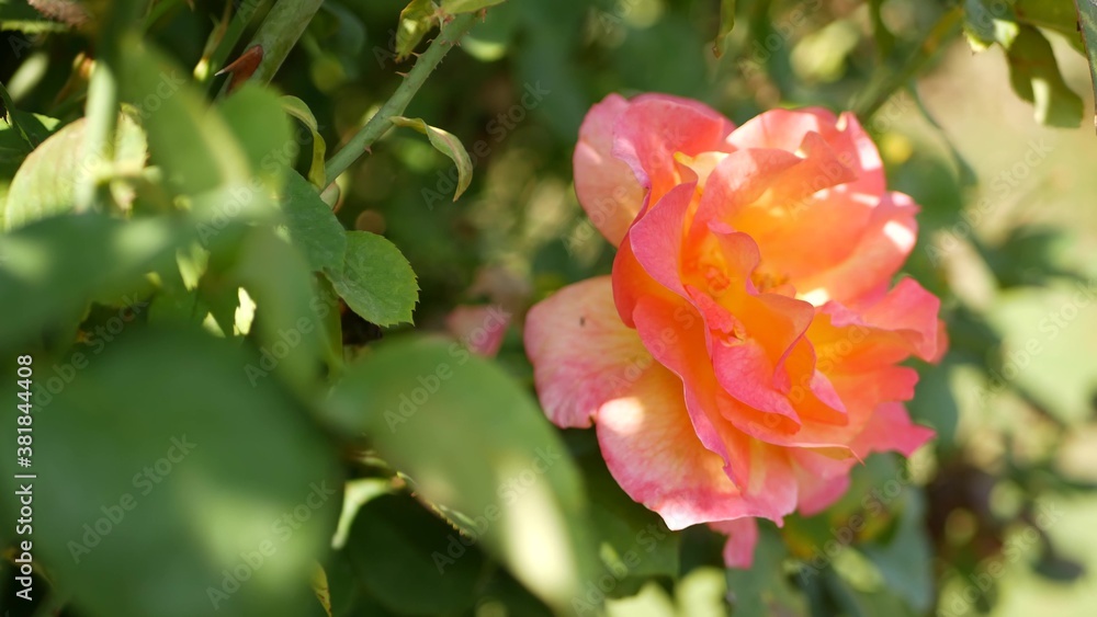 English roses garden. Rosarium Floral background. Tender flowers Blooming, honey bee collects pollen. Close-up of rosary flower bed. Flowering bush, selective focus with insects and delicate petals. English roses garden. Rosarium Floral background. Tender flowers Blooming, honey bee collects pollen. Close-up of rosary flower bed. Flowering bush, selective focus with insects and delicate petals.