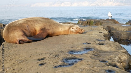 Sea lion on the rock in La Jolla. Wild eared seal resting near pacific ocean on stone. Funny wildlife animal lazing on the beach. Protected marine mammal in natural habitat, San Diego, California USA