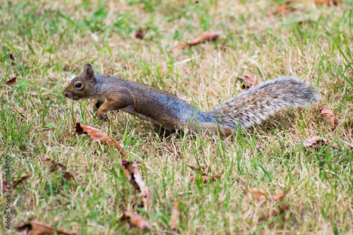 Squirrel in a park in Turin