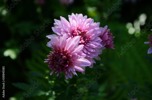 Pink chrysanthemum plant on green. Chrysanthemums annuals flowers branch for background or greeting card.
