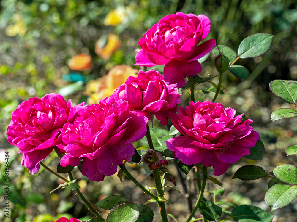 Five beautiful dark pink rose blooms in a garden, variety Rosa Noble Anthony