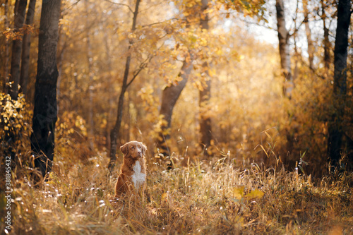 dog in yellow leaves in the park. Nova Scotia Duck Tolling Retriever for a walk in the autumn park