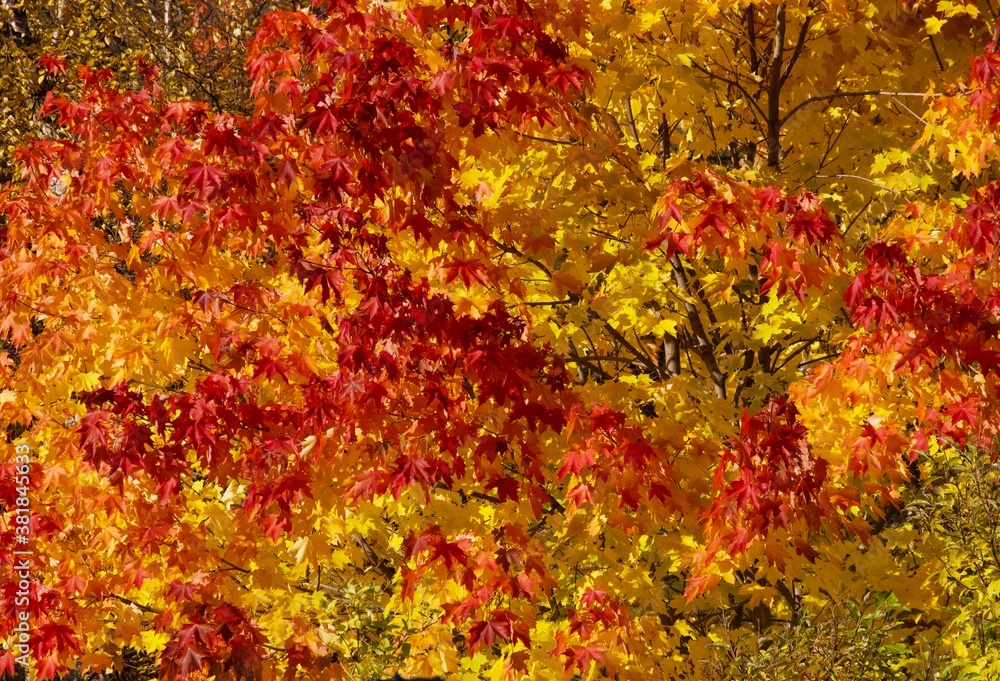 Fall red, yellow muple leaves on a tree in Kirkenes