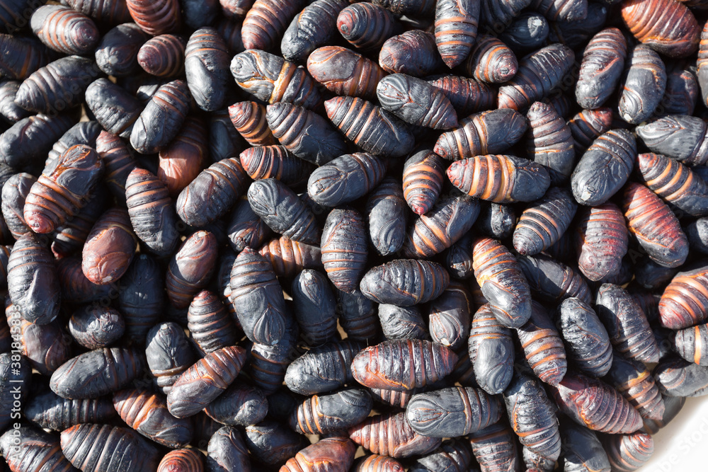 Worms of green silkworms for eat in north east of China, rich in protein Worms of green silkworms for eat in north east of China, rich in protein