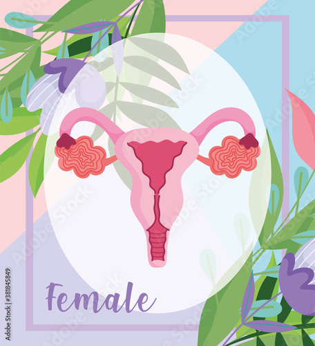 female human reproductive system, organ of the uterus with flowers