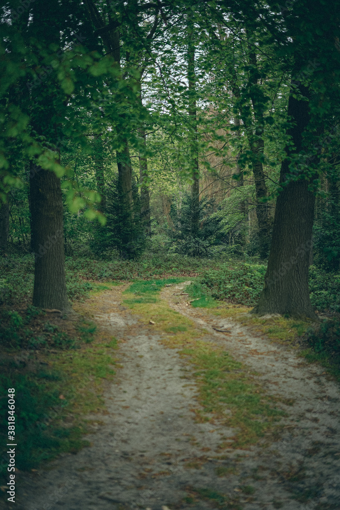 Obraz premium Waldleben