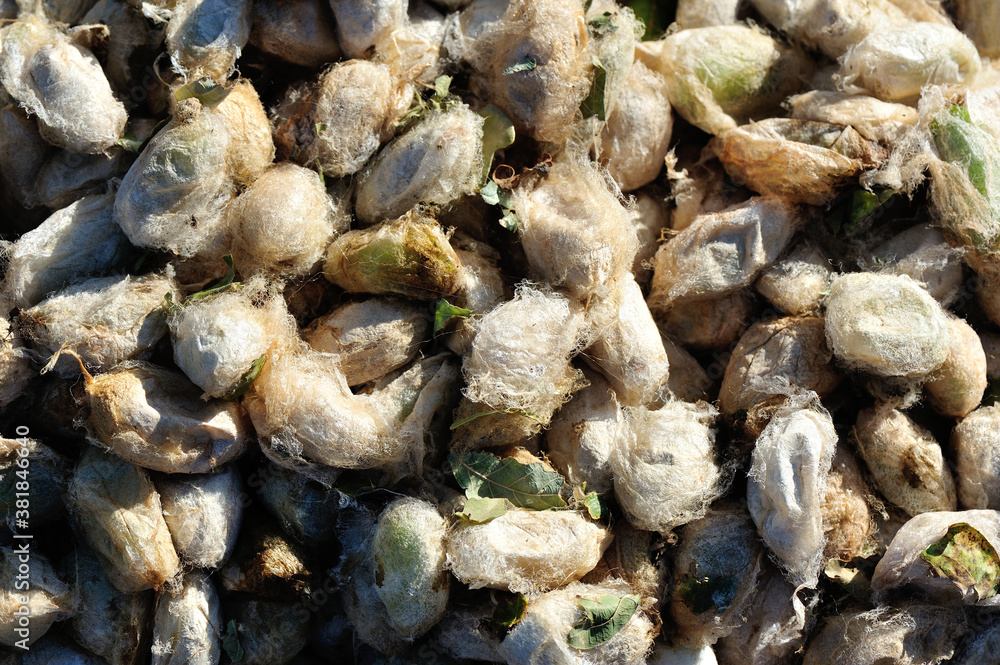 Worms of green silkworms for eat in north east of China, rich in protein