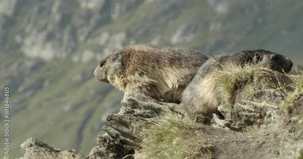 Alpine marmots together in mountain landscape, Europe Alpine marmots together in mountain landscape, Europe