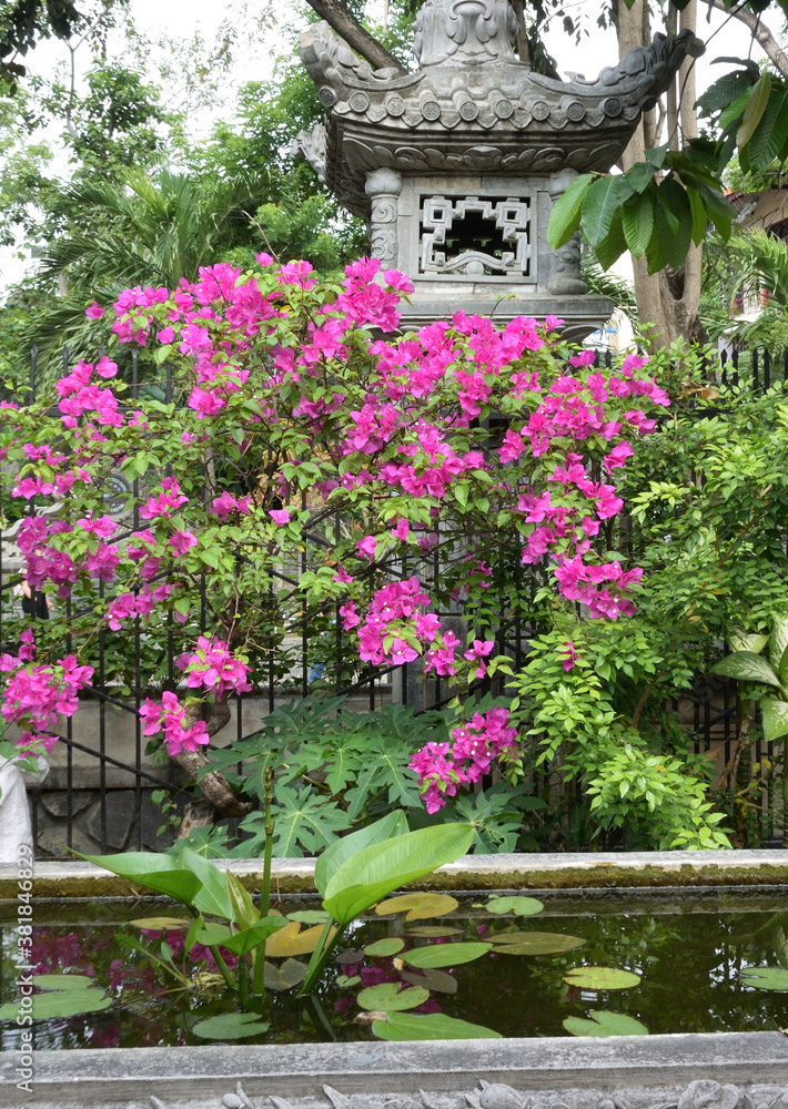 Bougainvillea Bougainvillea