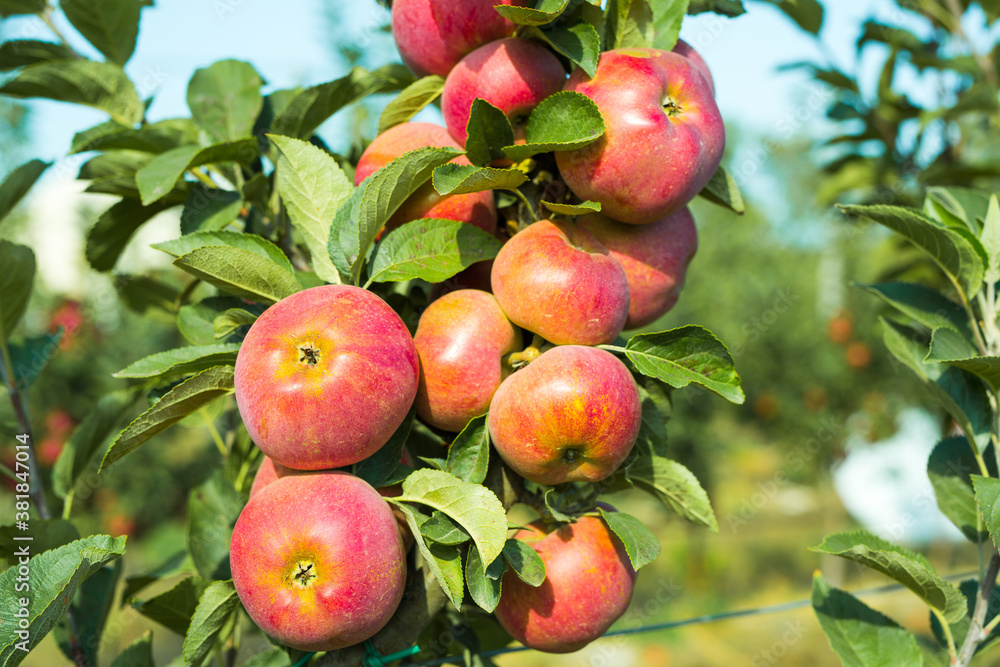 apple orchard apple orchard