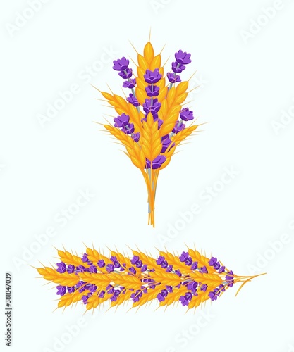 Set of garland and bouquet of golden ears of wheat and lavender.