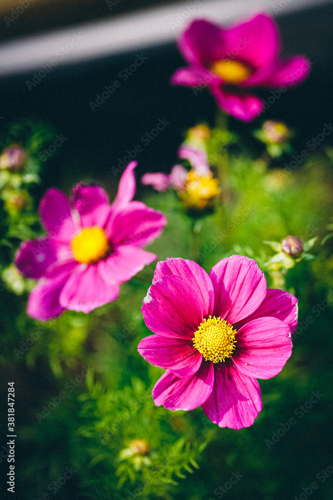 Obraz premium Blütentraum