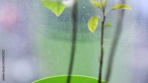 sprouting avocado flower in a pot close up