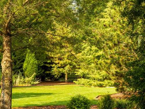 Pine trees and a grass lawn in sunlight in a garden