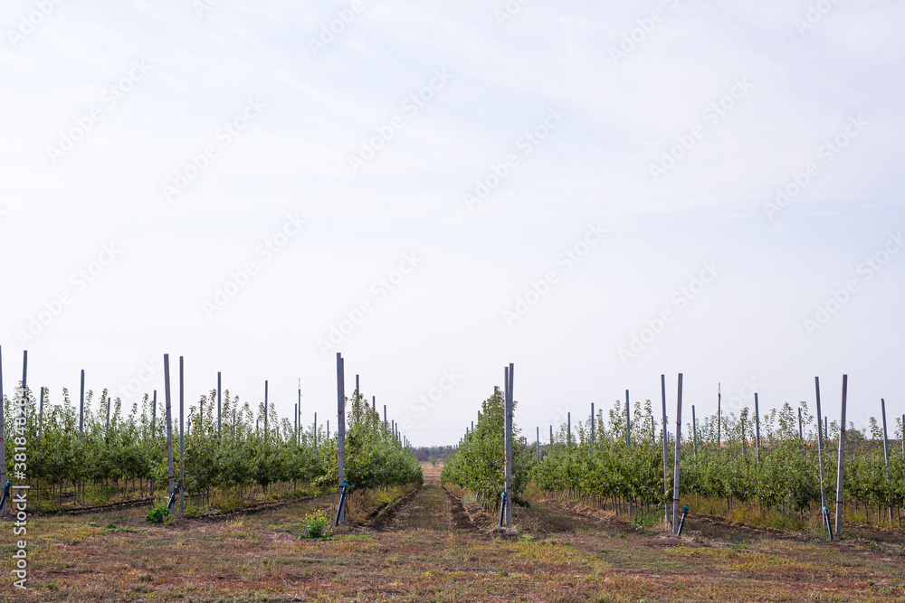 Obraz premium apple orchard