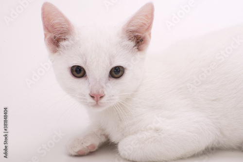 sguardo di gatto bianco a pelo corto 