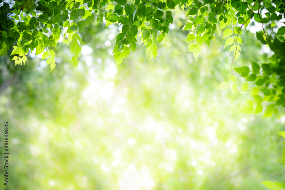 Concept nature view of green leaf on blurred greenery background in garden and sunlight with copy space using as background natural green plants landscape, ecology, fresh wallpaper concept. Concept nature view of green leaf on blurred greenery background in garden and sunlight with copy space using as background natural green plants landscape, ecology, fresh wallpaper concept.