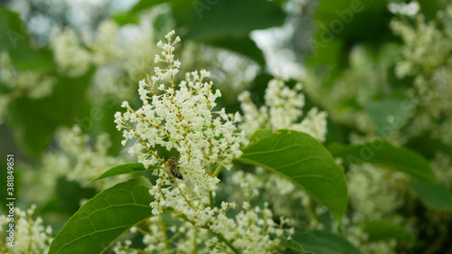 Knotweed flower invasive plant Reynoutria bloom or blossom bees Fallopia japonica Japanese, expansive intruder neophyte achenes calamity flowers honey bee Apis mellifera flying insects collect saw