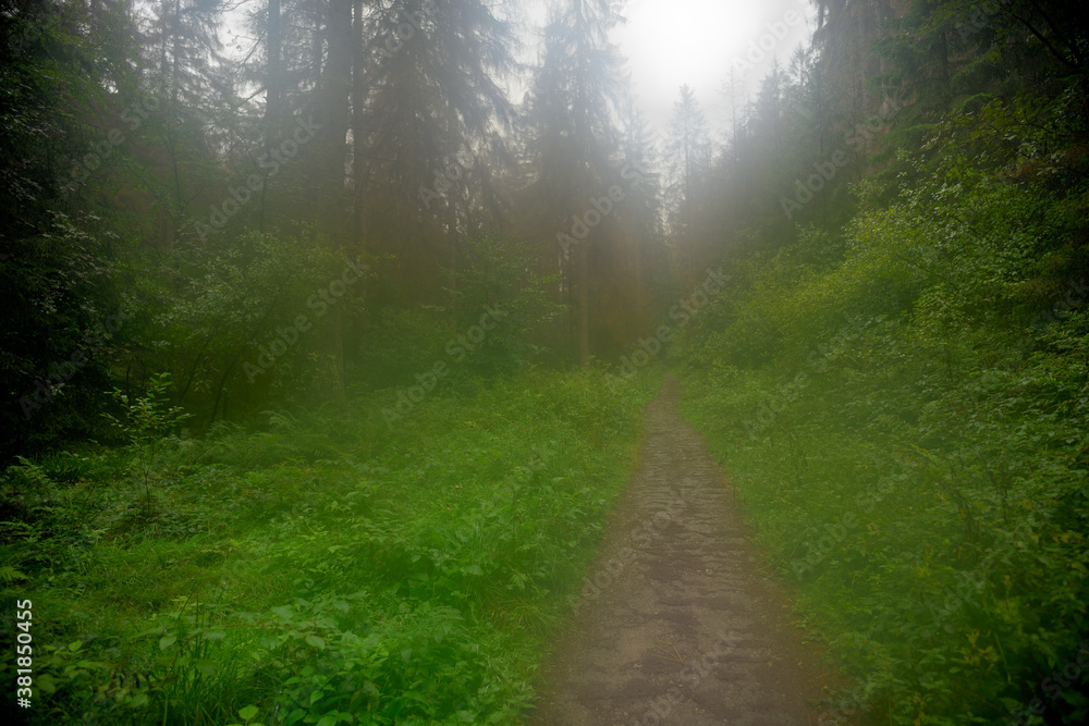 Ein Waldweg bei Regenwetter und Nebel