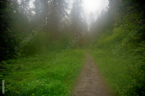 Ein Waldweg bei Regenwetter und Nebel