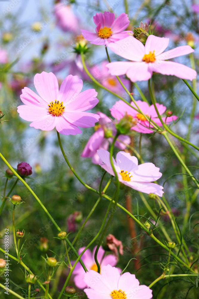 ピンクのコスモス