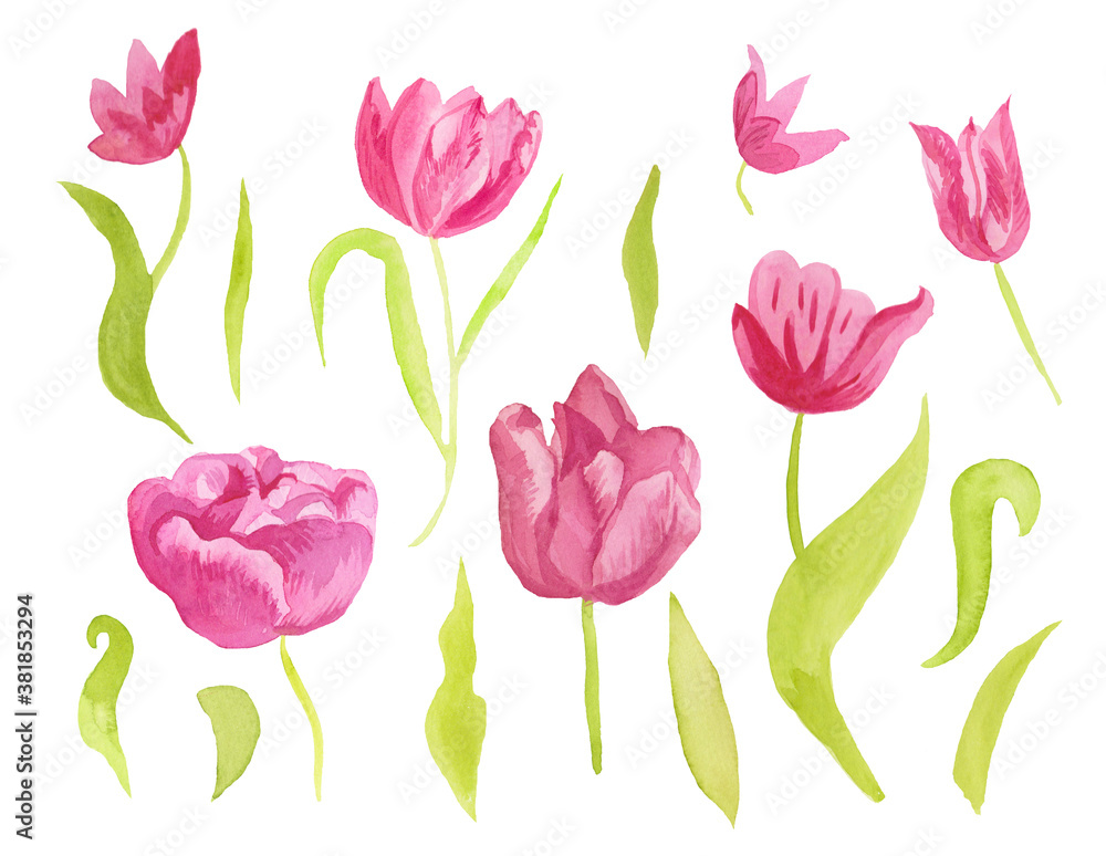 A set of cute pink watercolor tulips with leaves. Clipart collection