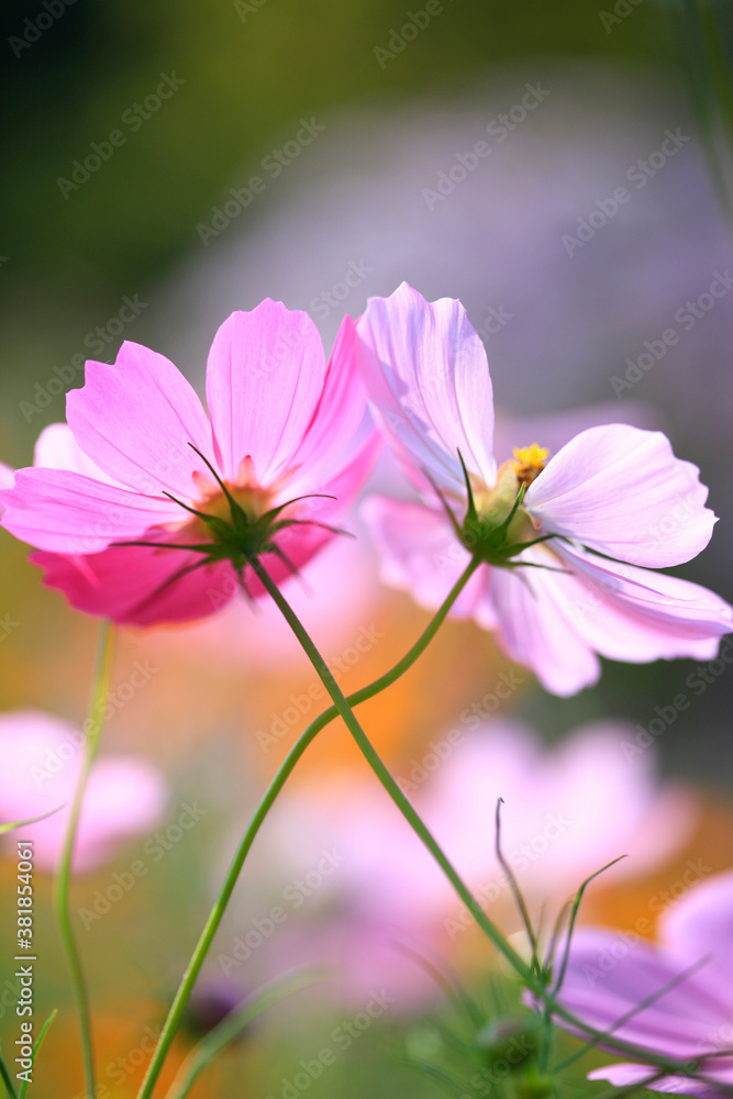 Fototapeta premium コスモス