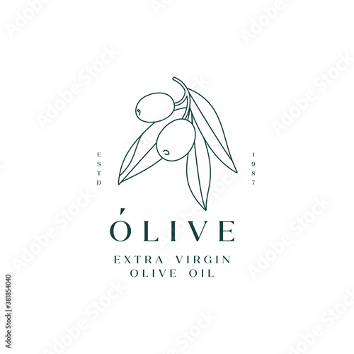 Vector illustration olive branch - simple linear style. Logo composition with olives and typography.
