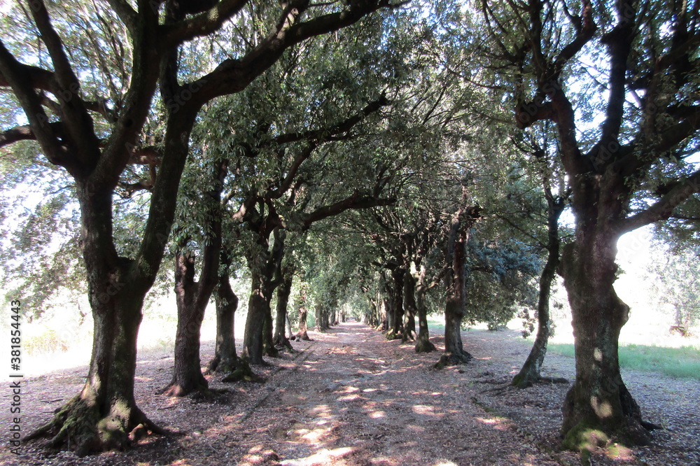 tree alley in the park