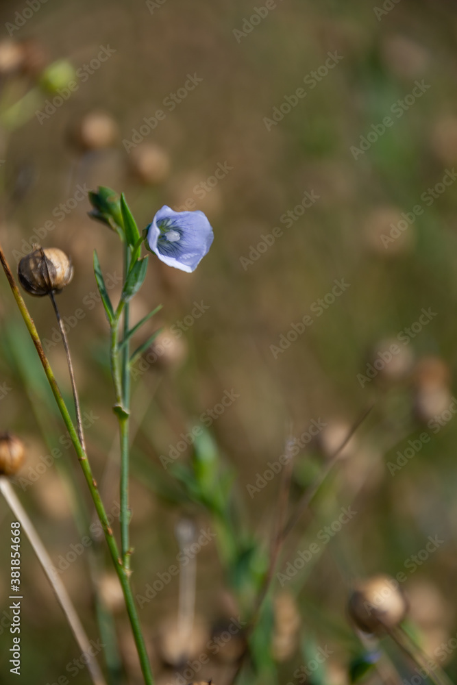 Field of flax flowers. Growing flax in the mountains. Blue flax flowers Field of flax flowers. Growing flax in the mountains. Blue flax flowers