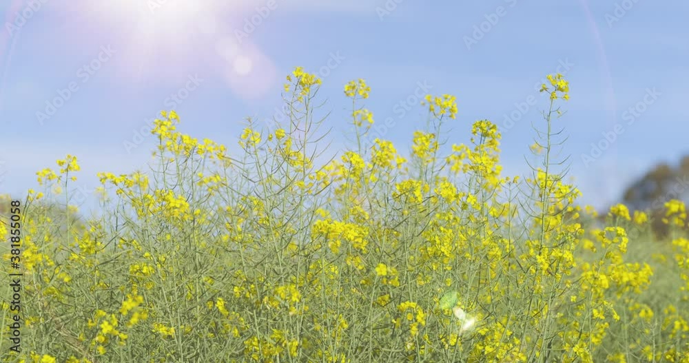 Moving towards Canola flowers or rape seed plants on a farm field. Agriculture, Oil and Organic concepts. Honey bees seen pollinating during spring time.