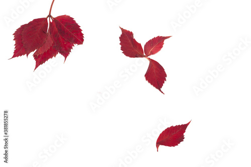 Fototapeta Naklejka Na Ścianę i Meble -  Branch with autumn leaves on white background. There's room for your writing.