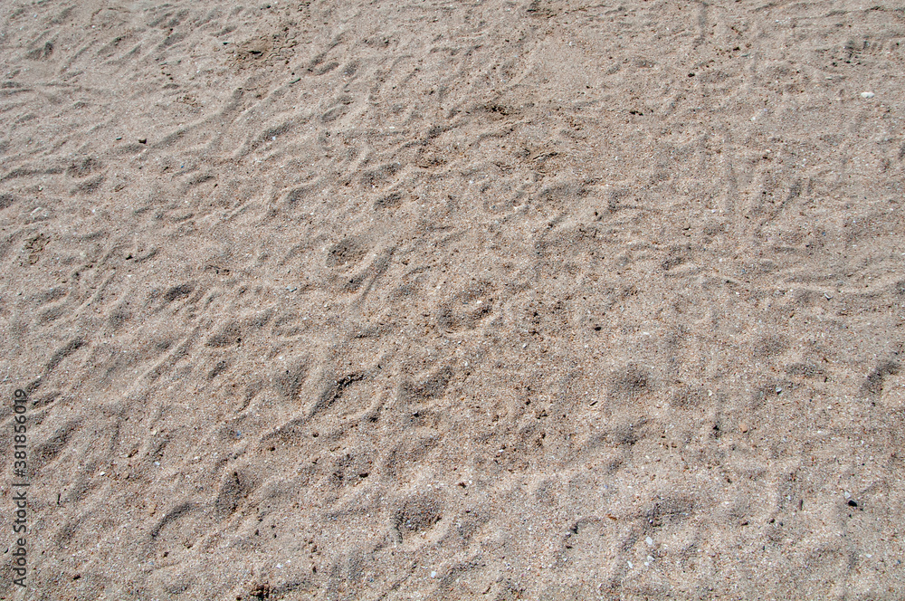 background in the form of a section of sand beach on a clear day background in the form of a section of sand beach on a clear day