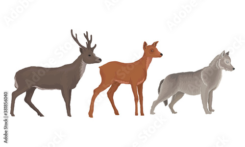 Wild Mammals Like Deer with Antlers and Wolf as Forest Habitant Vector Set © Happypictures