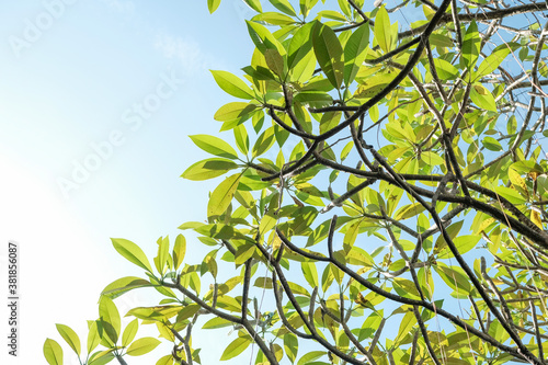 green leaves on blue sky background