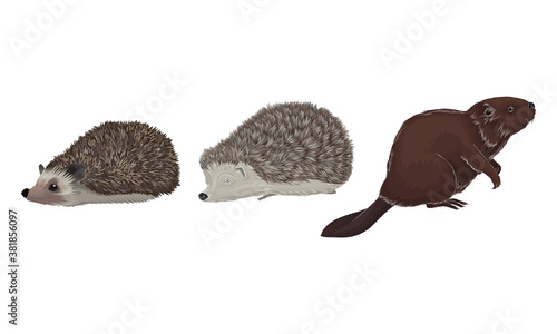 Wild Mammals Like Hedgehog and Beaver as Forest Habitant Vector Set