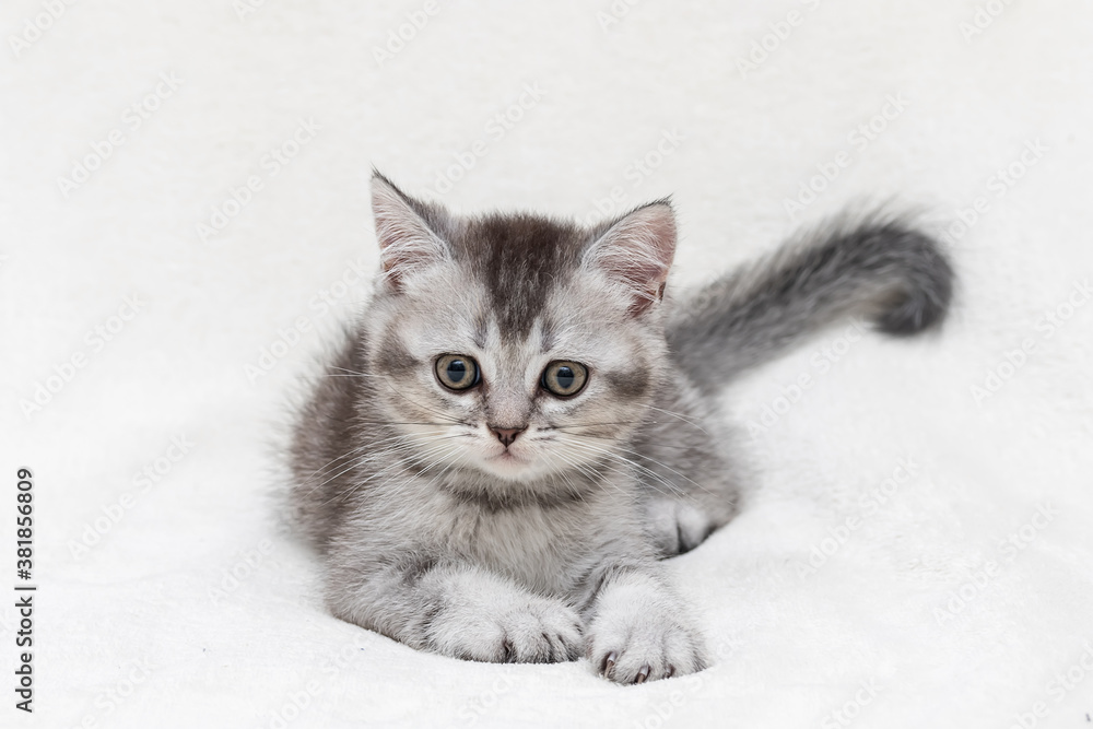 Silver British kitten close up