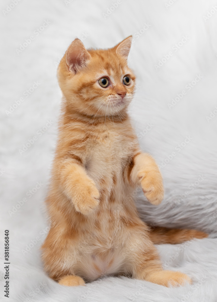 Red little kitten sits on its hind legs