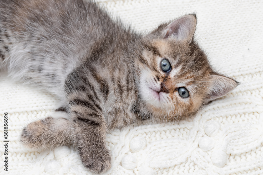 Small tabby kitten close up Small tabby kitten close up