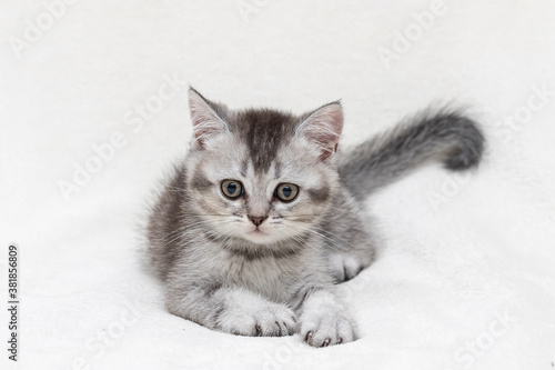 Silver British kitten close up