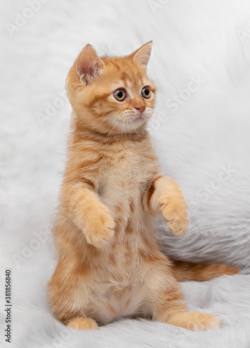 Red little kitten sits on its hind legs © g215