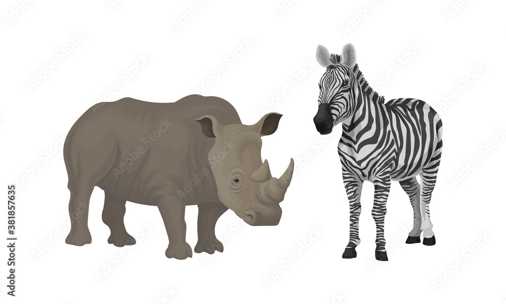 Fototapeta premium Huge Rhino and Striped Zebra as African Animal Vector Set