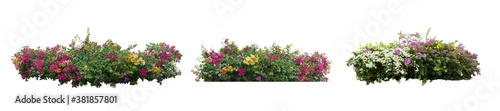 Big set bouquet fresh bush blooming bougainvillea on isolated white background with copy space and clipping path.