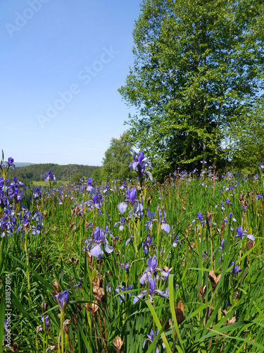 Sibirische Schwertlilien - Iris sibirica